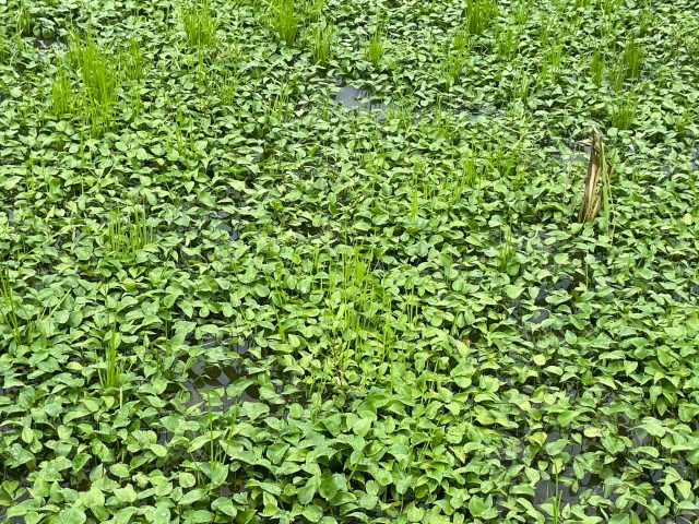 あっという間に。。。。草だらけです