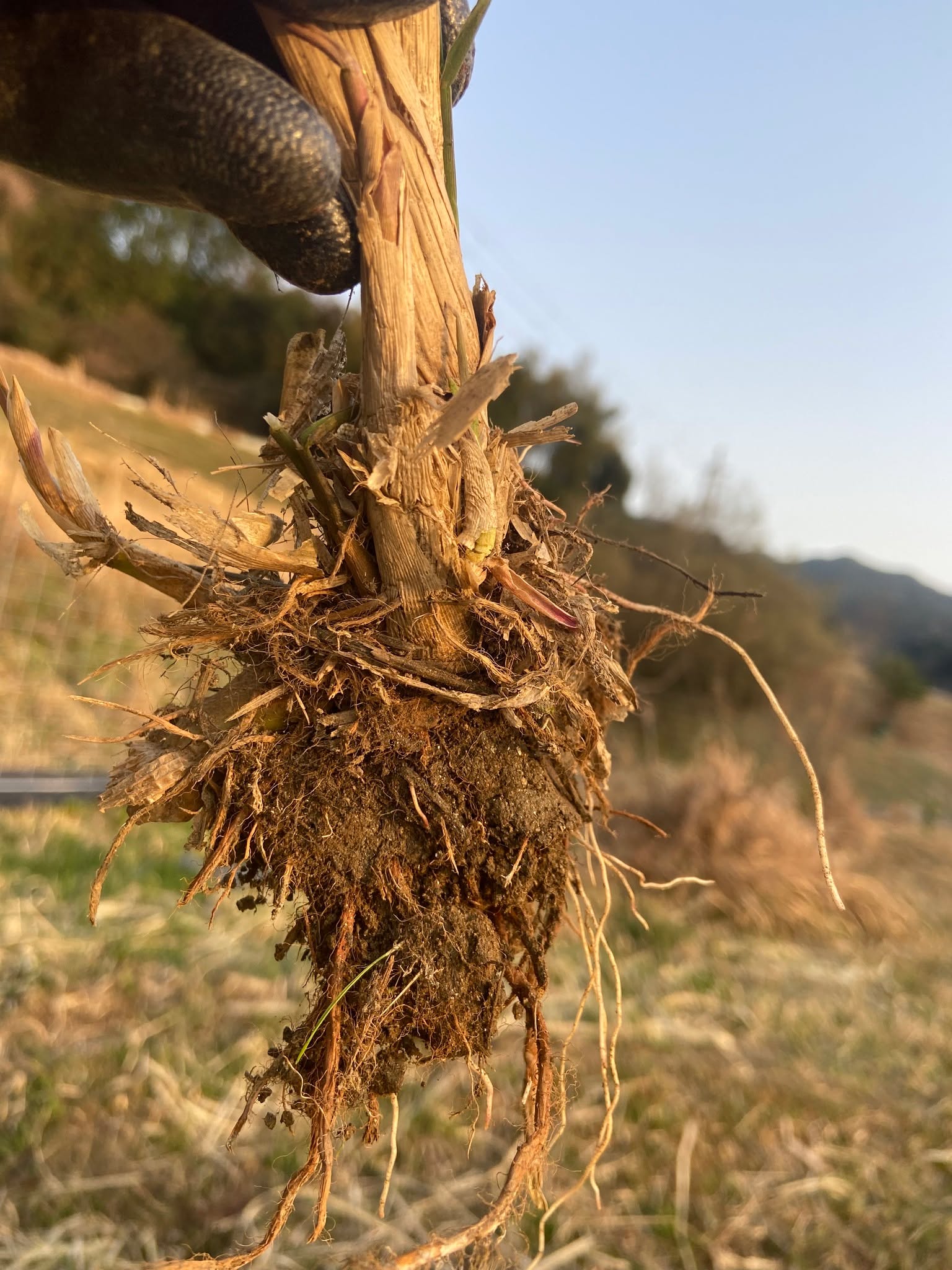 そんなわけで　2025年4月は、マコモダケの苗を販売いたします！
無農薬・化学肥料不使用・除草剤不使用の田んぼで育った苗です。