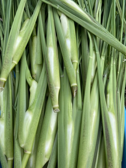 2023年9月　マコモダケ収穫できました！！！！りっぱなマコモダケです