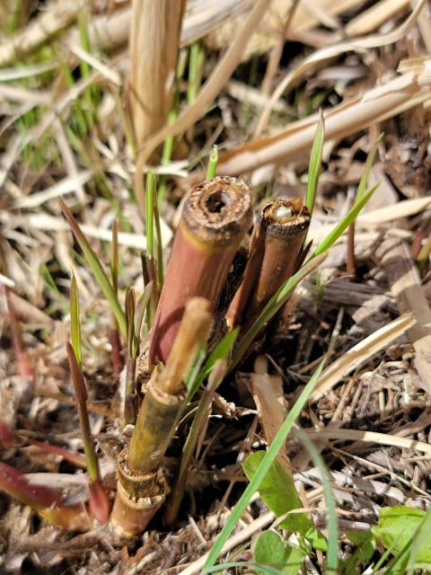 そろそろ、真菰に新芽がでてきました！
まもなく苗の販売を開始します！