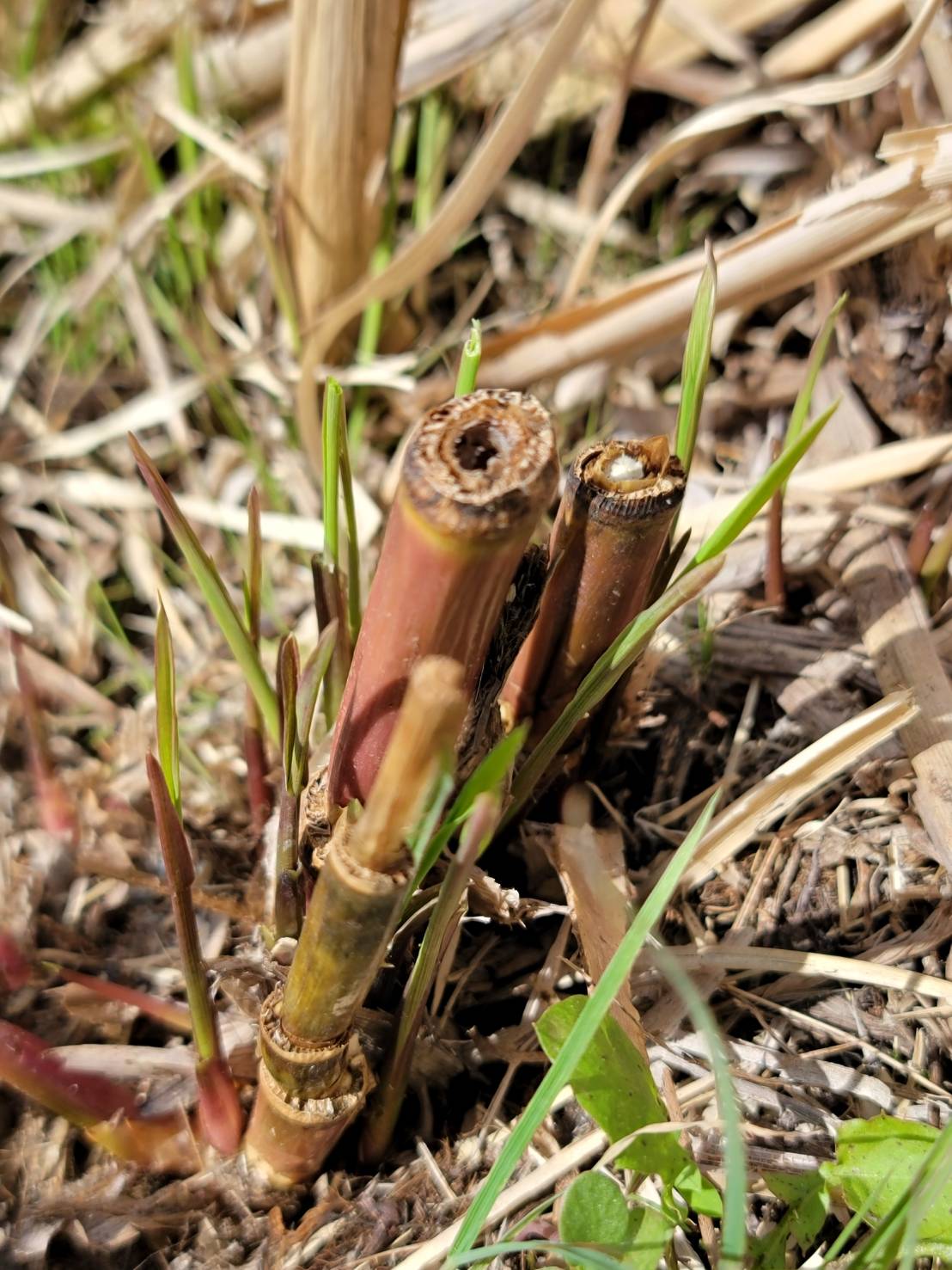 そろそろ、真菰に新芽がでてきました！
まもなく苗の販売を開始します！